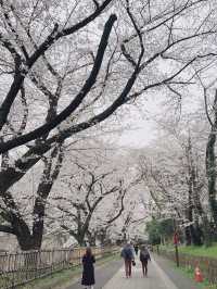나고야성 벚꽃놀이 🌸🌸