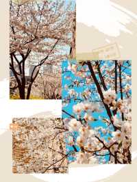 A Sweet Spring Escape: Cherry Blossoms and Cafe Delights in Gwanggyo 