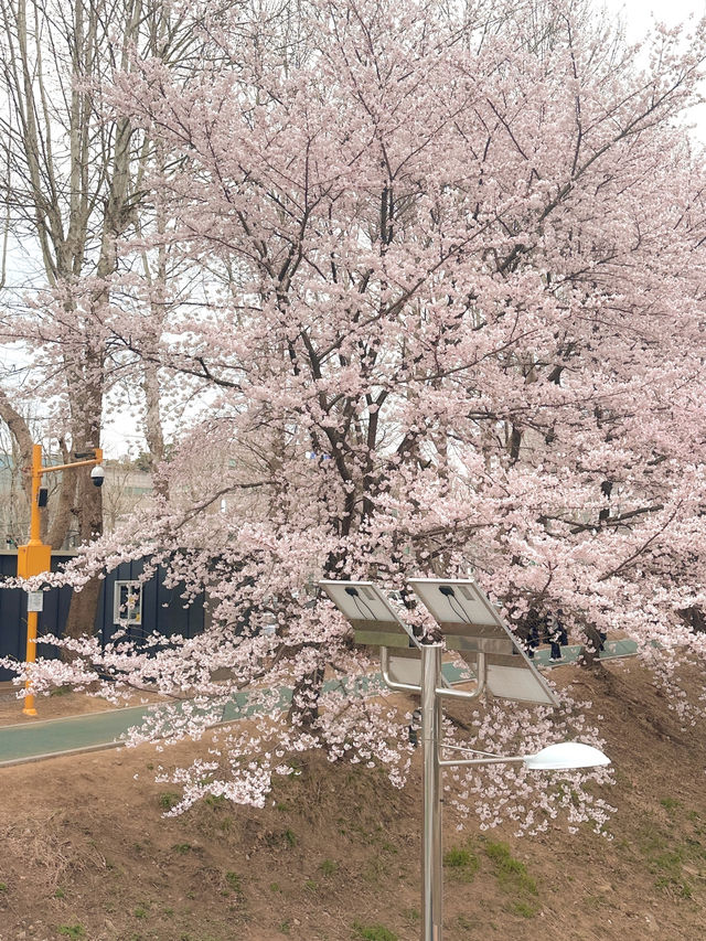 실시간 오늘자 벚꽃 만개한 양시숲 🍃🌸🌳