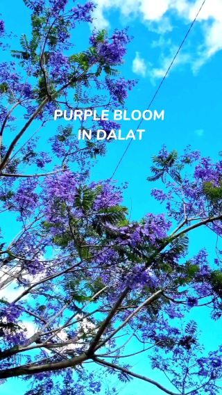 A CHARMING SPRING VIBE IN THE CITY OF ETERNAL SPRING, DALAT