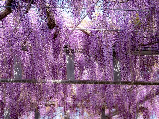 When Wisteria Whispers: Ito’s Hidden Spring Gem