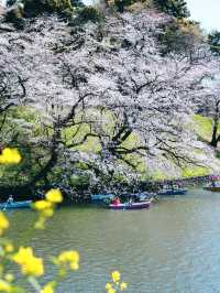 東京春日限定浪漫｜千鳥淵