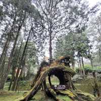 阿里山國家森林遊樂區 Alishan Forest Recreation Area