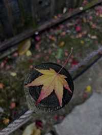【滋賀県】近江八幡で紅葉がオススメな場所