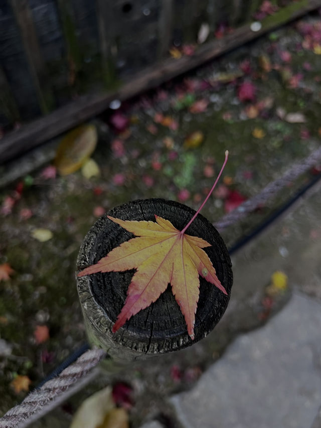 【滋賀県】近江八幡で紅葉がオススメな場所