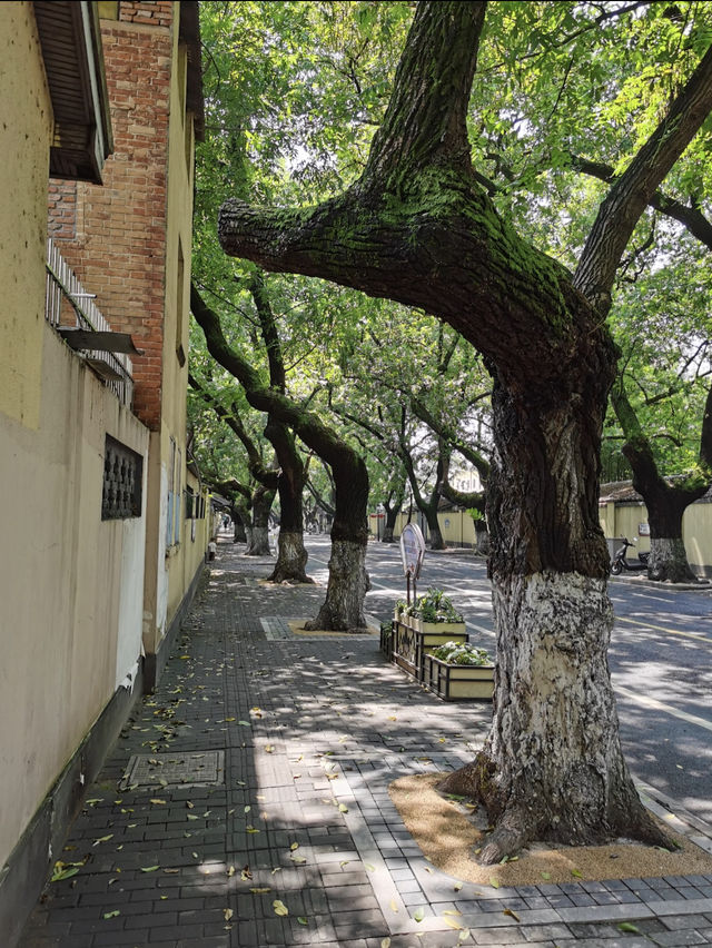 Leafy Escapes: Wandering Through Shanghai’s Green Side Roads