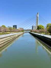 Spring Blossoms & Art Walks at Kiba Park🌷