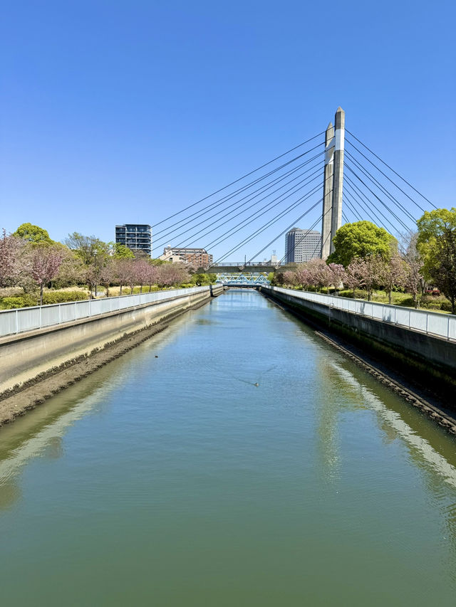 Spring Blossoms & Art Walks at Kiba Park🌷