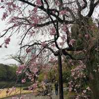 Koishikawa Korakuen Garden, Tokyo