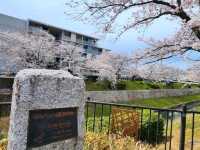 名古屋-山崎川四季之路，日本百佳賞櫻勝地