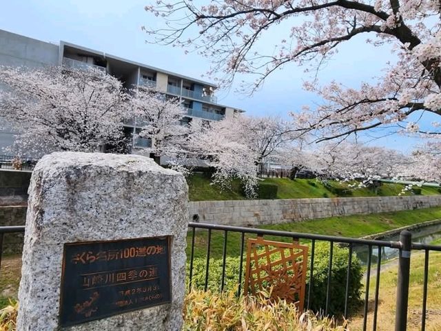 名古屋-山崎川四季之路，日本百佳賞櫻勝地