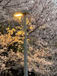 Liangzhu Arts & Culture Center Cherry Blossoms – Where Modern Art Meets Sakura Serenity