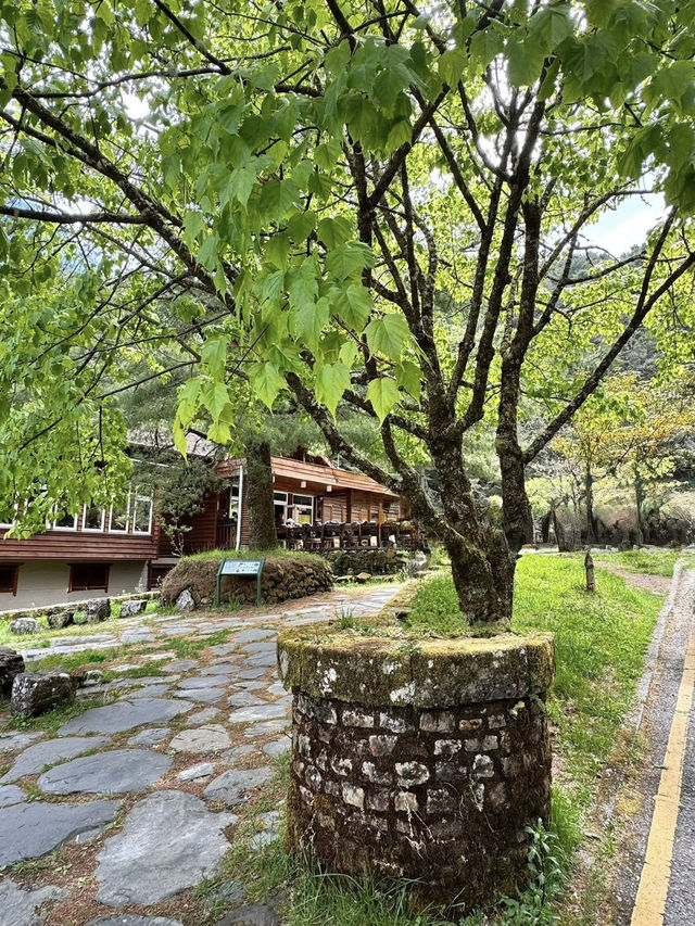 塔塔加的熱門山～麟趾山輕鬆走