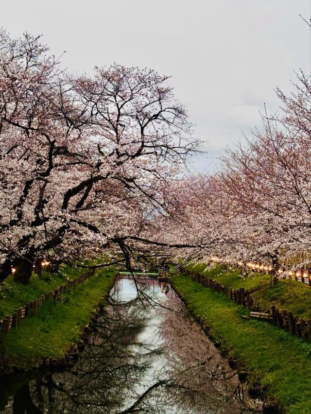 Kawano Himuro Shrine Cherry Blossoms– Saitama's Hidden "Ice Shrine" Sakura