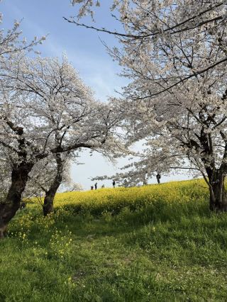 Tokyo Hidden Cherry Blossom Route | Moto-Arakawa & Kumagaya Sakura Tsutsumi (with Travel Tips)