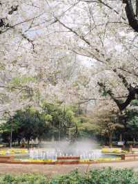 🌸 Tokyo’s Hibiya Park & Nakano Dori: A Spring Poem Through the Lens 📸