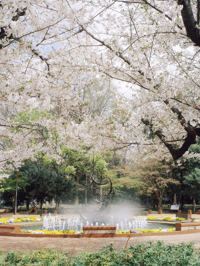 🌸 Tokyo’s Hibiya Park & Nakano Dori: A Spring Poem Through the Lens 📸