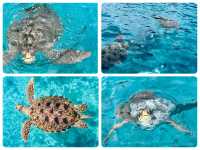Similan… One day☀️🏝️