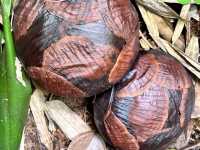 🌺 Bloomin’ Marvelous: My Trip to Kokob Rafflesia Conservation Garden! 🌿