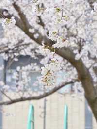 Kyoto! A Hidden Cherry Blossom Park Straight Out of a Drama 🌸