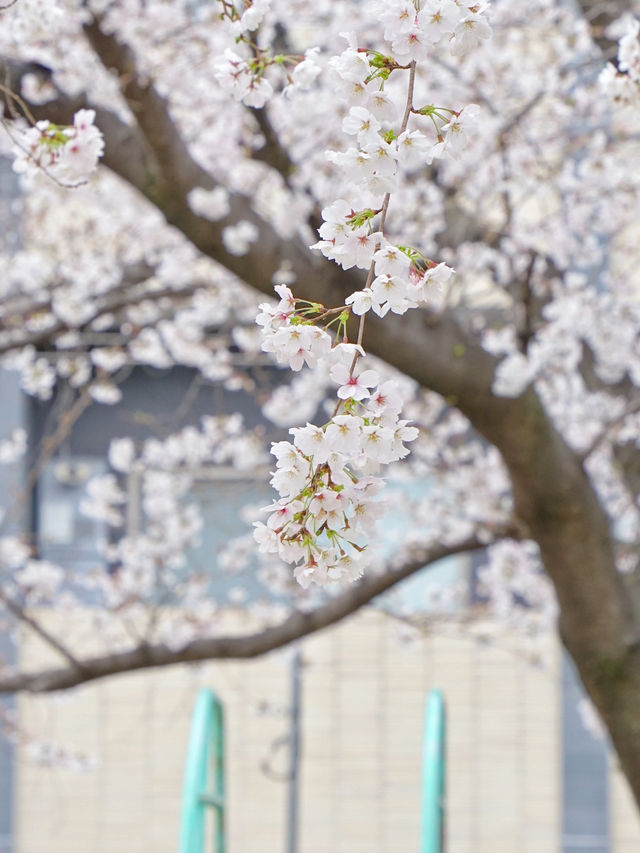 Kyoto! A Hidden Cherry Blossom Park Straight Out of a Drama 🌸
