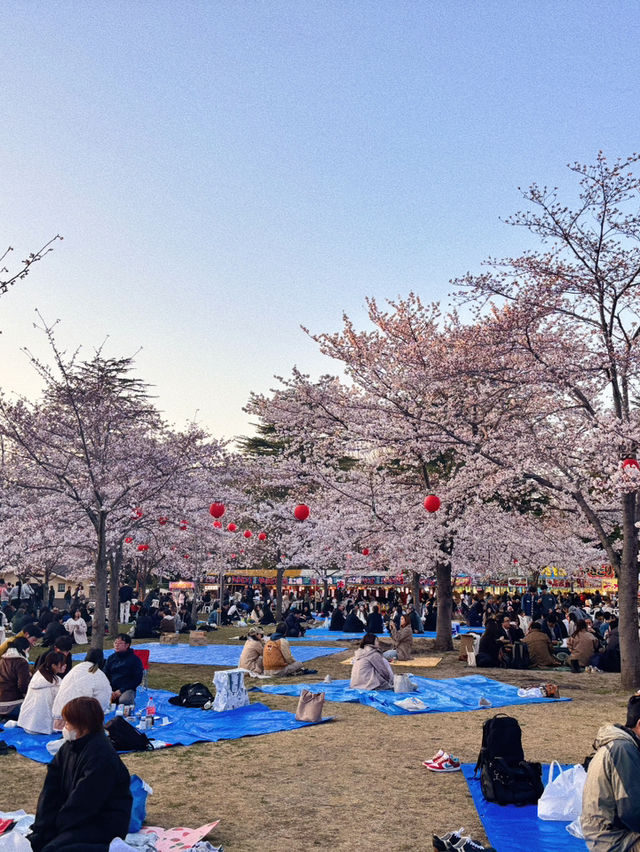 🌸【仙台賞櫻必訪】西公園 × 榴岡公園｜夜櫻絕景、枝垂櫻秘境、美食市集全攻略  🌸