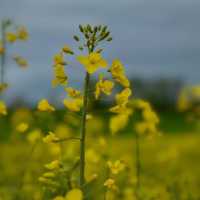 A Golden Escape: Chasing Rapeseed Blooms in La Sarraz, Switzerland