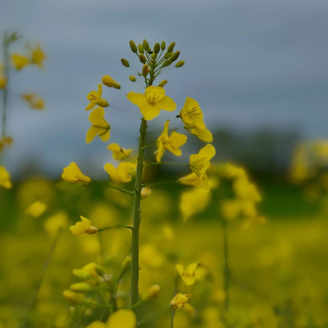 A Golden Escape: Chasing Rapeseed Blooms in La Sarraz, Switzerland