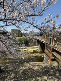 2025夙川公園：兵庫縣最美河濱櫻花道