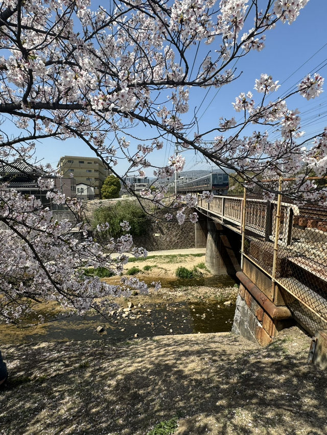 2025夙川公園：兵庫縣最美河濱櫻花道