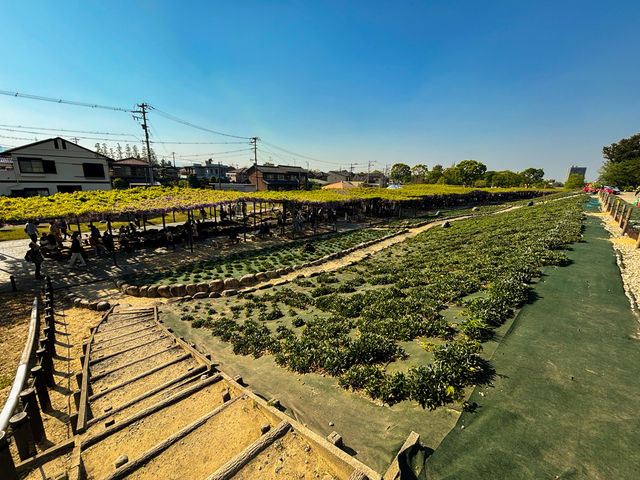 【愛知・津島市】4月中旬〜5月上旬が見頃！藤の花の絶景スポット