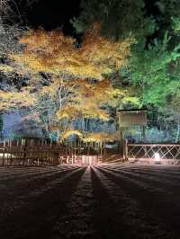 京都を代表する秋の名所「清水寺」へ