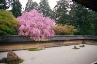 🌿 Ryoan-ji: Kyoto’s Zen Mystery in 15 Rocks 🌿