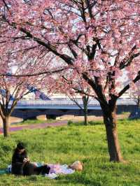 Tokyo Early Cherry Blossoms: Picnic Under the Sakura Trees at Shioiri Park 🌸🍱