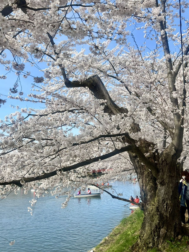 弘前城的櫻花爭妍鬥豔；果然有日本第一的呼聲！