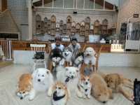 タイで癒されたいなら「Dog In Town Ari」へ！