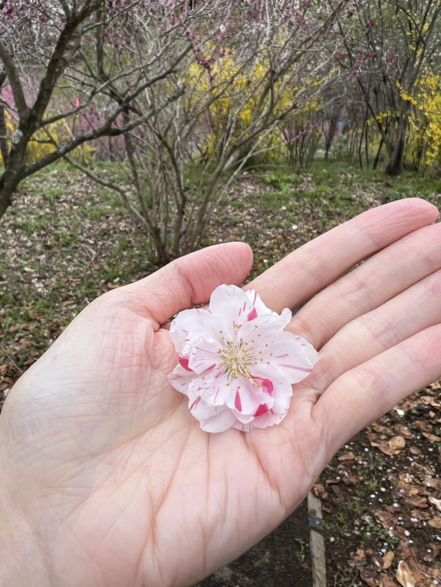 春櫻 仙台