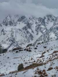 Breathing the Sky: A Calm Escape to Yak Meadow (牦牛坪) on Jade Dragon Snow Mountain
