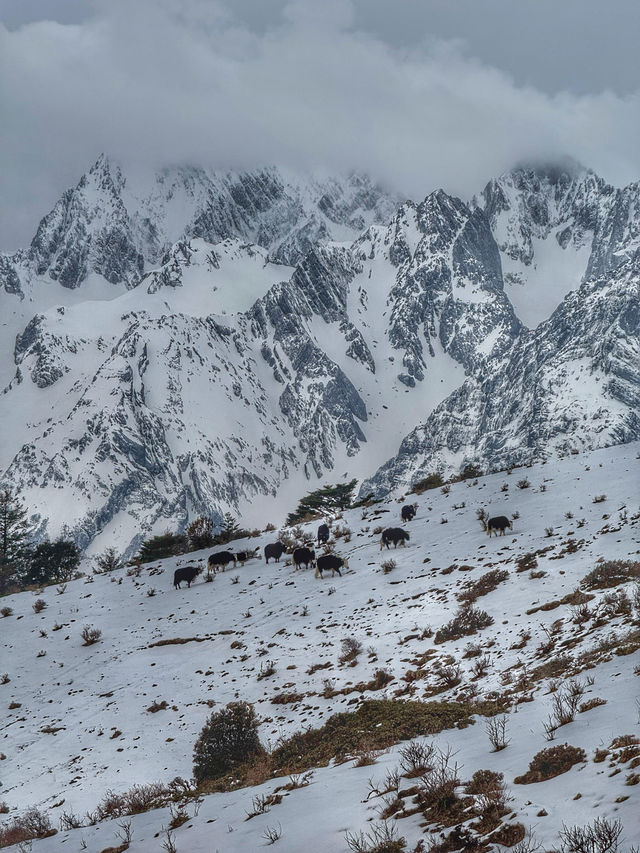 Breathing the Sky: A Calm Escape to Yak Meadow (牦牛坪) on Jade Dragon Snow Mountain