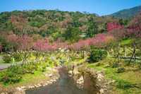 🌸 Fuyang Eco Park in Sakura Season: A Pink Paradise You NEED to See! 🌸