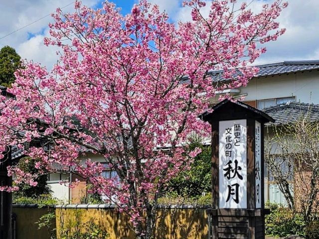 福岡賞櫻---築前小京都：秋月城跡