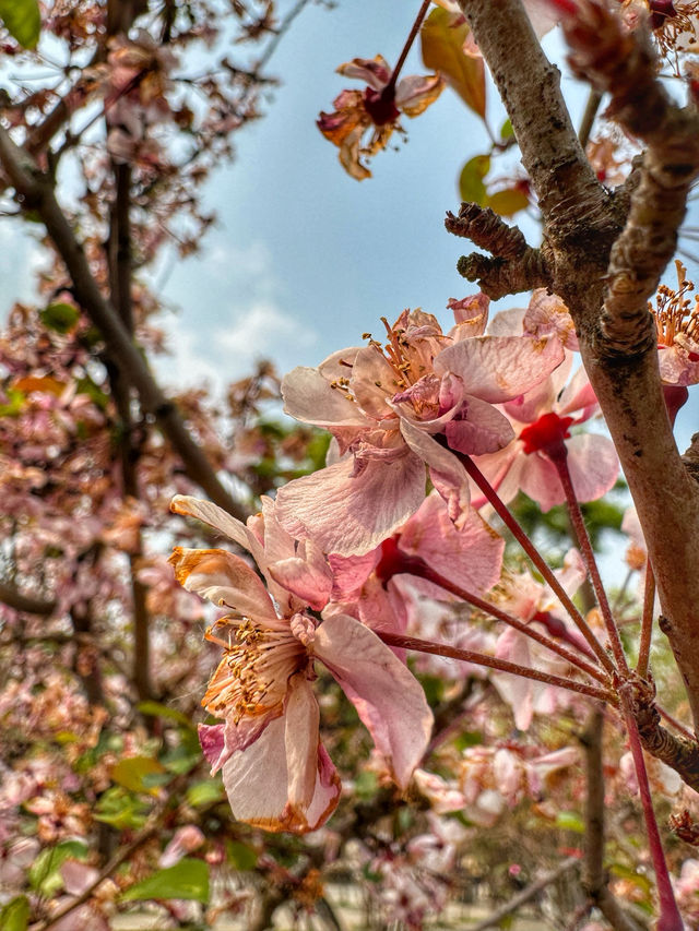 Spring Reflections in the City: A Stroll Through Kunming’s Green Lake Park