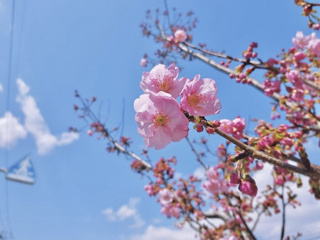 일본 벚꽃 여행 가이드 총정리