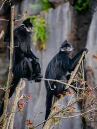Rainforest Wild Asia – A Hidden Gem for Nature Enthusiasts