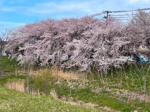 騎單車賞櫻花---札幌新川十字街公園