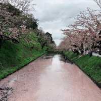 Sakura Dreams at Hirosaki Castle🌸 