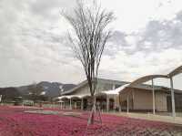 長野縣賞櫻購物ㄧ日遊