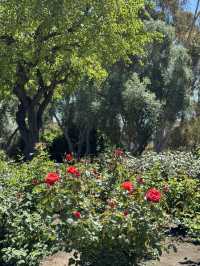 🌹 샌디에고 Musineffle Rose Garden, 장미의 향연!