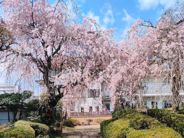 曹洞宗 五鋒山 松音寺，伊達家宗廟與春櫻的相互輝映