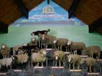 #愛歌頓農場Agrodome Farm-紐西蘭羅託魯亞
